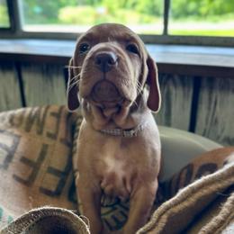 Comet - Golden rust male Vizsla puppy in Marshalltown, Iowa from Kaylee’s Vizslas