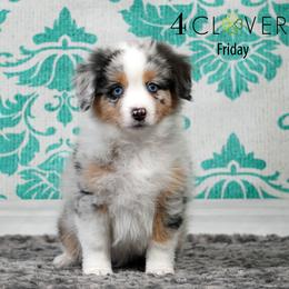 Boy 1 - Blue merle male Miniature American Shepherd puppy in Carlisle, Pennsylvania from 4 Clovers Kennel