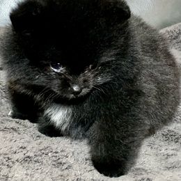 Pomeranian Puppies from Yates Pomeranians