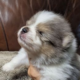 Fjord - Blue merle male Pomeranian puppy in California from TD Dream Poms