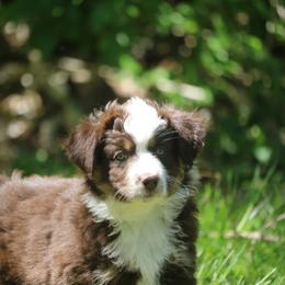 Border Collie, English Setter, and Miniature American Shepherd Puppies from First Harmony Farms