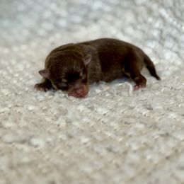 Jr. - Chocolate parti male Pomeranian puppy in Canandaigua, New York from Fingerlakes Pomeranians