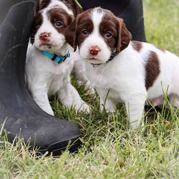English Springer Spaniel Puppies from Southern Springers