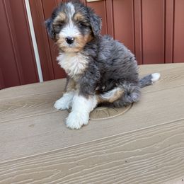 Bernedoodle and Poodle Puppies from Country Ridge Puppies