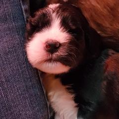 Saint Berdoodle Puppies from Dustdevil Doodles