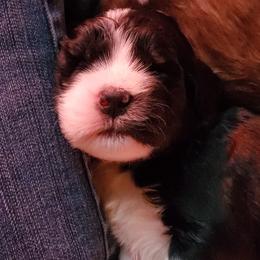 Saint Berdoodle Puppies from Dustdevil Doodles