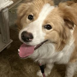 Jagger - Gold male Border Collie puppy in Tylertown, Mississippi from Cool Meadow Farms