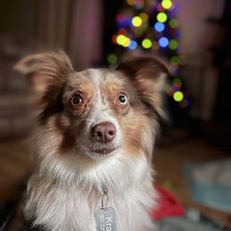 Ginger - Miniature Australian Shepherd
