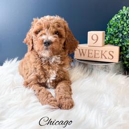 Chicago - Red  male Goldendoodle puppy in from Pink Poodles and Doodles