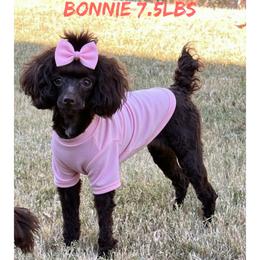 Bonnie - Poodle