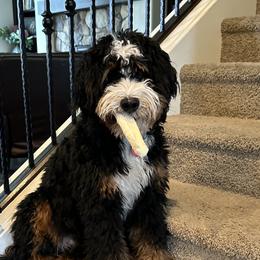 Larry - Bernedoodle