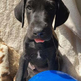 Great Dane Puppies from De Leon Danes