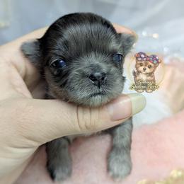 Korean Babydoll Bellflower - Merle female Morkie puppy in Barren Springs, Virginia from Seeking Shalom Acres Maltese, Maltipoos & Havamalts