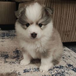 Pepper - Wolf sable male Pomsky puppy in Idaho Falls, Idaho from Idaho Pomsky