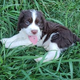 Favored - Liver and white male English Springer Spaniel puppy in Kingsport, Tennessee from Leandra's English Springer Spaniels