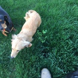 Leo Von Weiner - Dachshund