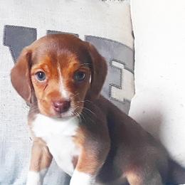 Beagle Puppies from Rajun Cajun Kennels