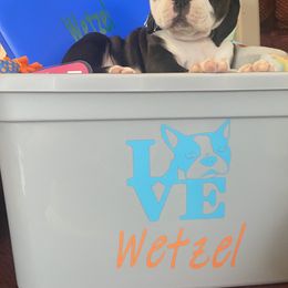 Boston Terrier Puppies from Candied Bostons