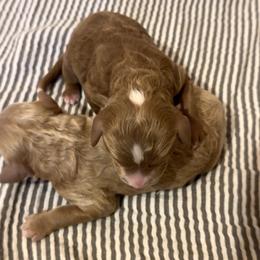 Rex - Red  male Poodle puppy in Akeley, Minnesota from Blessed Acres Miniature Poodles