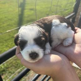 Twix- Brown collar boy - Parti male Miniature Schnauzer puppy in Oneonta, Alabama from Murphree Valley Kennels