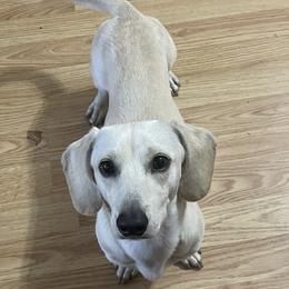 Micky - Dachshund