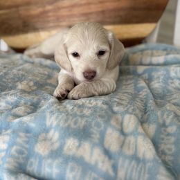 Louie - Cream male Dachshund puppy in Newport, Tennessee from Justice Doxies