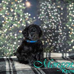 Butterball - Blue Poodle puppy in Oklahoma from Morgenstern Kennels