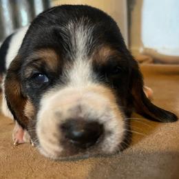 Green - Black brown and white female Basset Hound puppy in Hay Springs, Nebraska from Rain and Snow Bassets