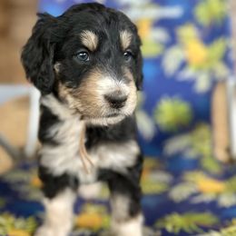 Surry - Tri-color Bernedoodle puppy in Ferguson, North Carolina from Elevated Standards NC