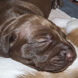 Dachshund Puppies from Little Long & Lovely Dachshunds