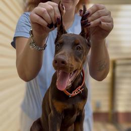 Orange Collar Boy - Red and rust male Doberman Pinscher puppy in Stow, Ohio from Imperium Dobermann