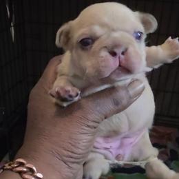Girl 2 - Tricolors female French Bulldog puppy in Charlotte, North Carolina from Solid Bulls Kamp LLC