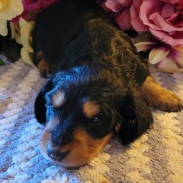Dachshund Puppies from CLARK'S BREEDING PROGRAM