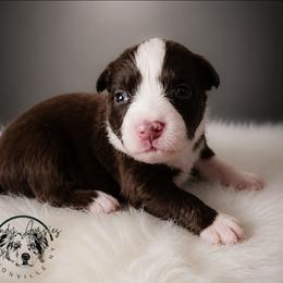 Dove - Red tri-color female Australian Shepherd puppy in Fultonville, New York from Sandy Aussies & Pomeranians