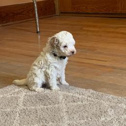 Iris - Parti female Goldendoodle puppy in Haddam, Kansas from Golden B Acres