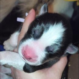 Shonesty - Sable and white female Siberian Husky puppy in Richland, Mississippi from Feazell’s Siberian Huskies