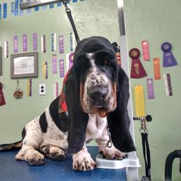 Basset Hound Puppies from Honey Moon Hounds