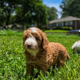 Ronnie - Red  male Goldendoodle puppy in Austin, Texas from Cedarcrest Goldendoodles