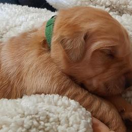 Boy 3 - male Golden Retriever puppy in Fort White, Florida from Triple-s-kennel