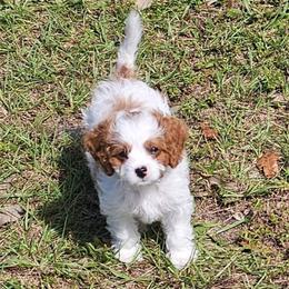 Bernadette - Blenheim female Cavapoo puppy in Newport, North Carolina from Crystal Coast Cavapoodles