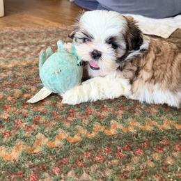 Charlie - Sable and white female Shih Tzu puppy in Scottdale, Pennsylvania from Nancy’s Majestic Shih Tzus