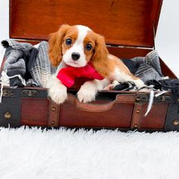 Daisy - Blenheim female Cavalier King Charles Spaniel puppy in North Carolina from NC Doodle Puppies