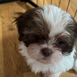 Shih Tzus from Shihtzu_NC