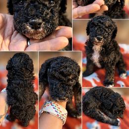 Funky - Black female Poodle puppy in Athens, Tennessee from Paws & Kisses