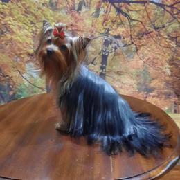 Selina - Yorkshire Terrier