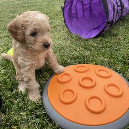 Goldendoodle Puppies from Dee’s Adorable Doodles