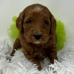 Green Female - Apricot female Goldendoodle puppy in Great Falls, Montana from Montana Goldendoodles