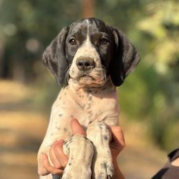 Thyme - light pink - Black and white female German Shorthaired Pointer puppy in Mokelumne Hill, California from Underhill GSP