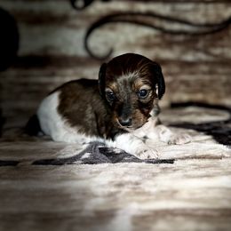 Jess - Piebald male Dachshund puppy in Lake City, Florida from KNG FARMS