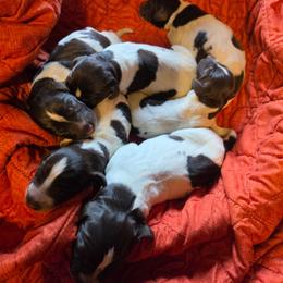 Boy 1 - Liver and white male German Wirehaired Pointer puppy in Rockingham, North Carolina from Fleetwood German Wirehaired Pointers